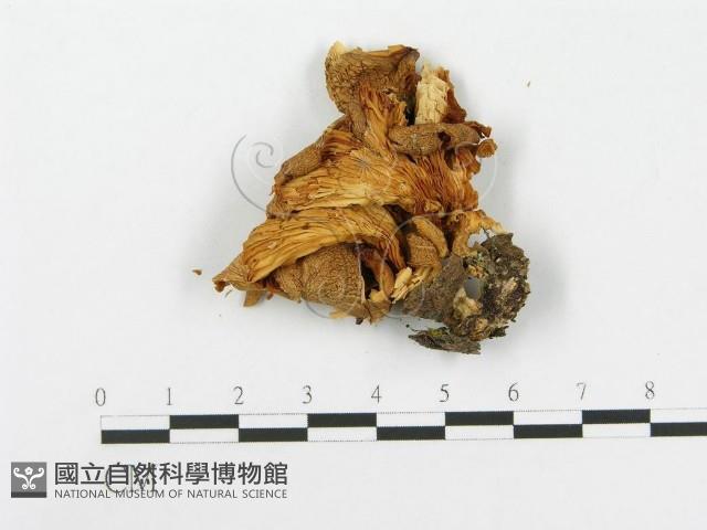 糙皮側耳藏品圖，第1張