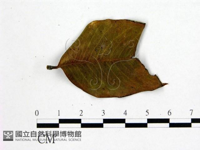 登錄號:F0022437藏品圖，第1張