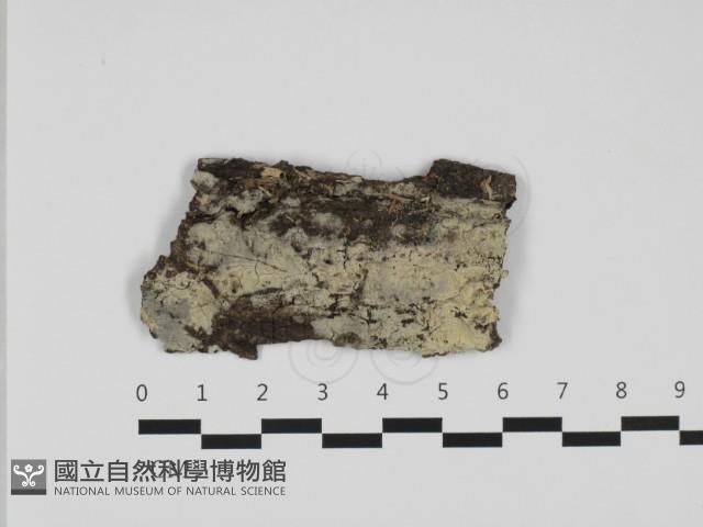 登錄號:F0032437藏品圖，第1張