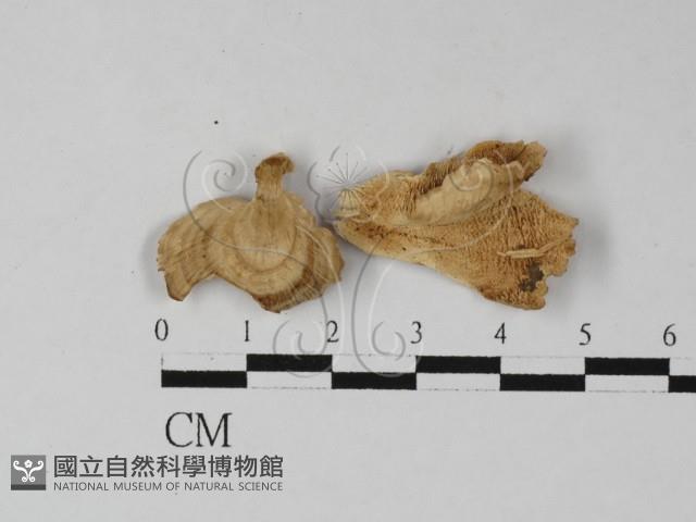 登錄號:F0027437藏品圖，第1張