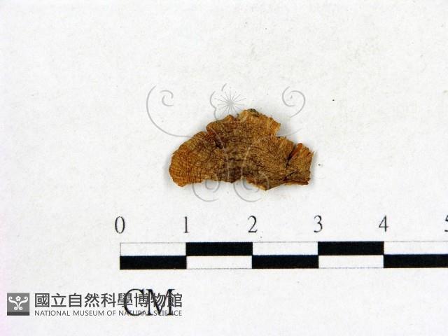 登錄號:F0007437藏品圖，第1張