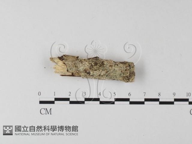 登錄號:F0025437藏品圖，第1張