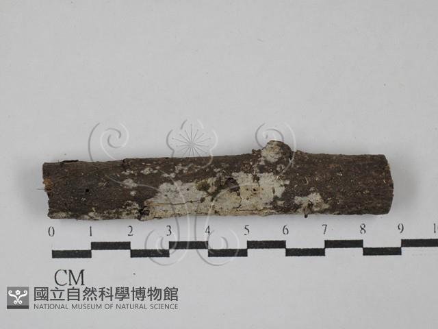 登錄號:F0029437藏品圖，第1張