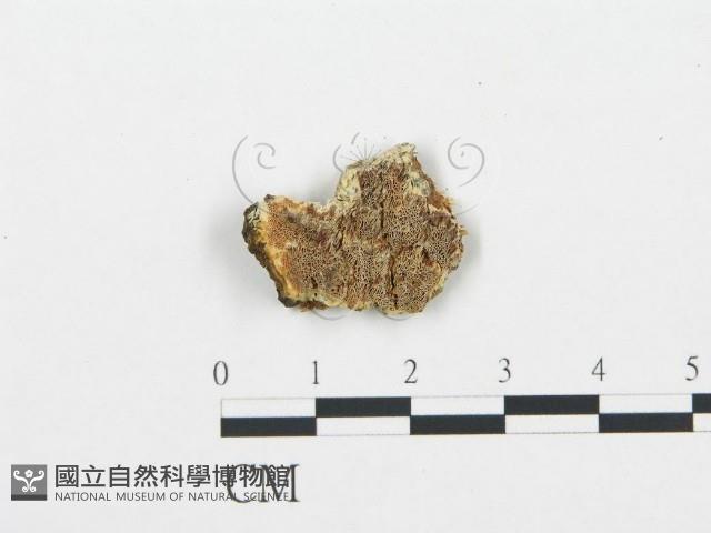 登錄號:F0009437藏品圖，第1張