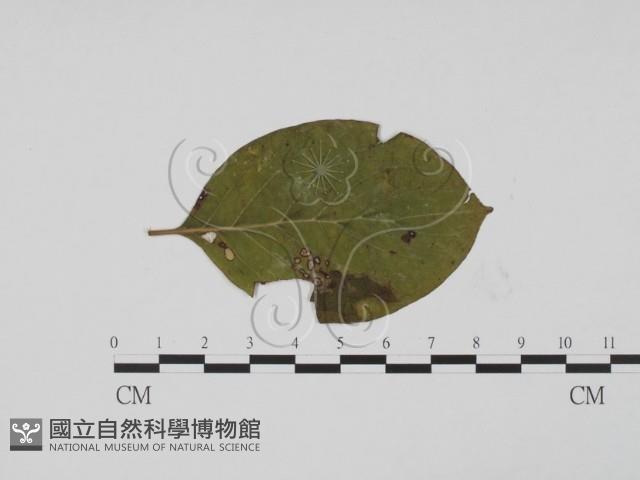 登錄號:F0019437藏品圖，第1張
