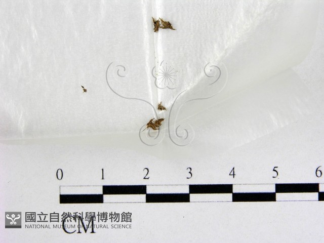 登錄號:F0003437藏品圖，第1張