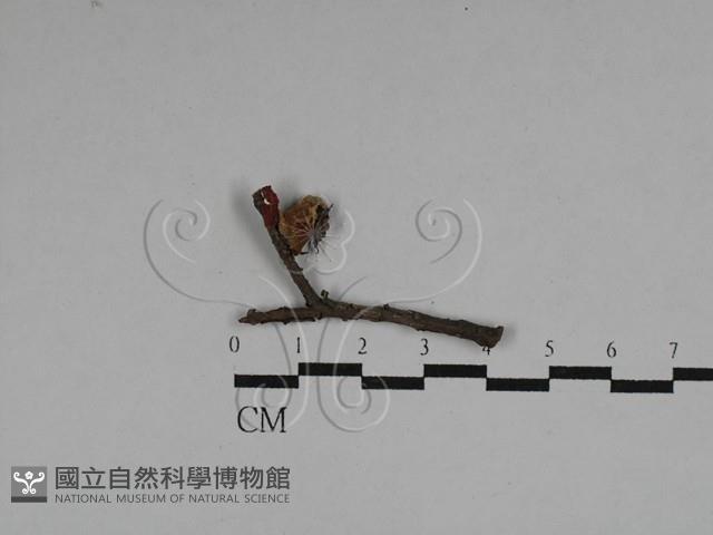 登錄號:F0028737藏品圖，第1張