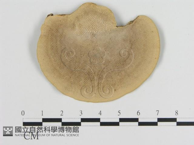 登錄號:F0008737藏品圖，第1張