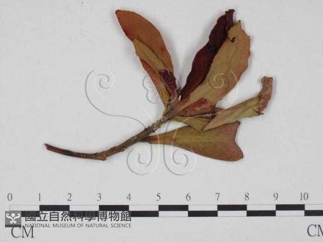 登錄號:F0020737藏品圖，第1張