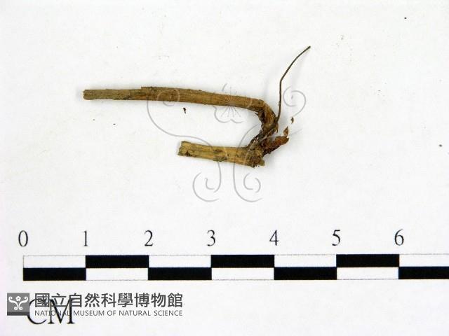 登錄號:F0000737藏品圖，第1張