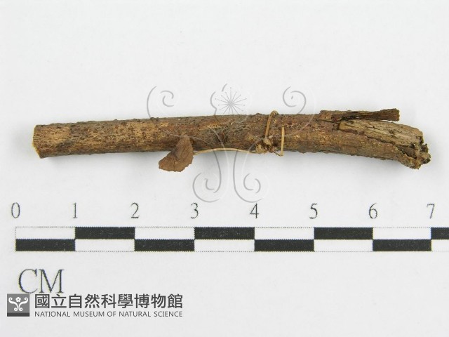微皮傘屬藏品圖，第3張