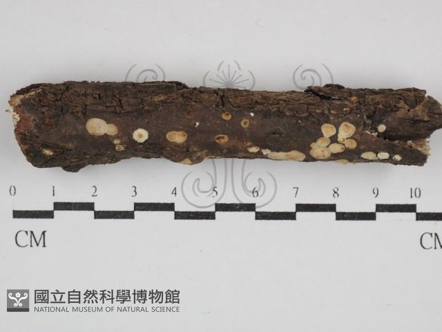 登錄號:F0030737藏品圖，第1張