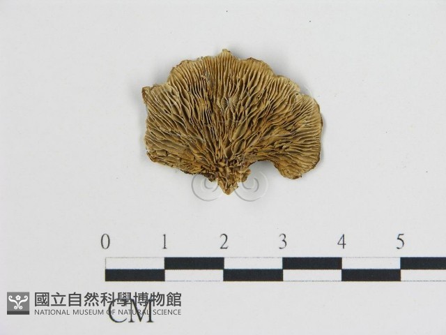 登錄號:F0006737藏品圖，第1張