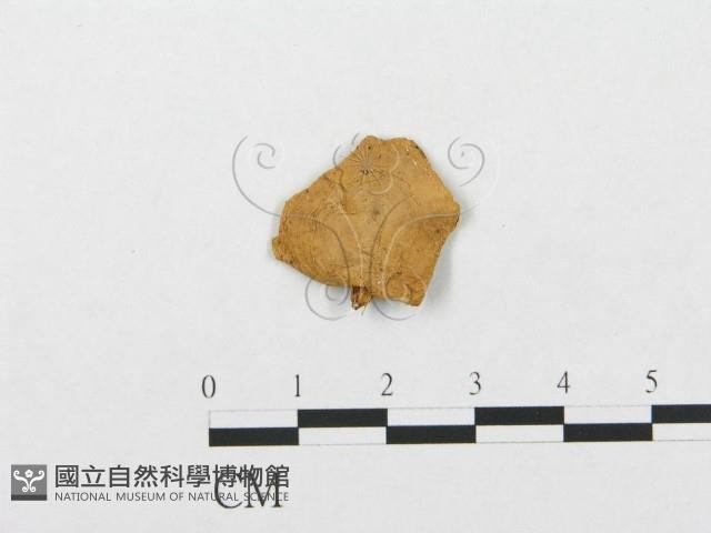 登錄號:F0016737藏品圖，第1張