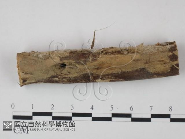 登錄號:F0021737藏品圖，第1張