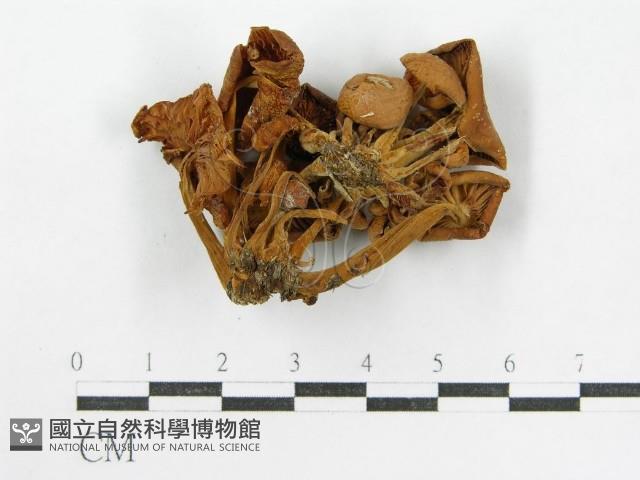 登錄號:F0001737藏品圖，第1張
