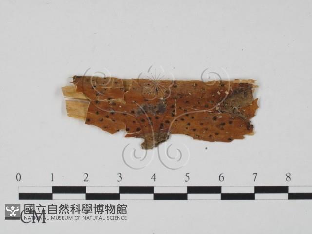 登錄號:F0011737藏品圖，第1張