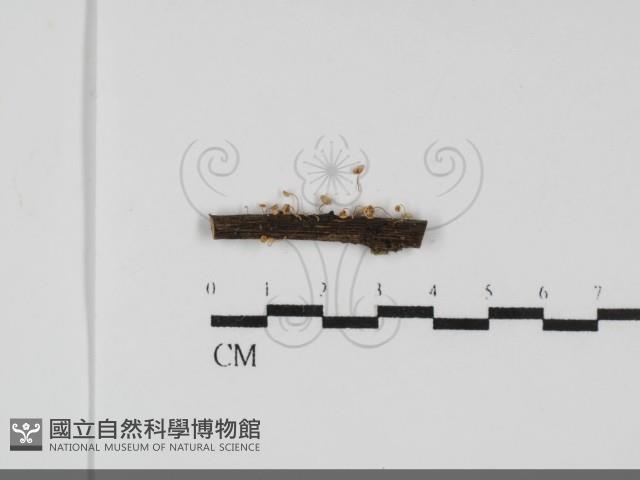 微皮傘屬藏品圖，第1張