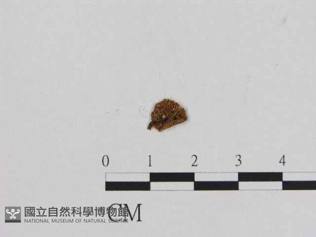 登錄號:F0004737藏品圖，第1張