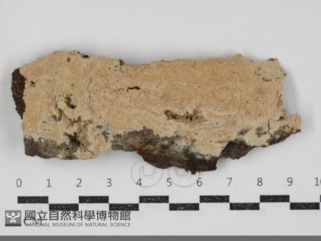 登錄號:F0034737藏品圖，第1張