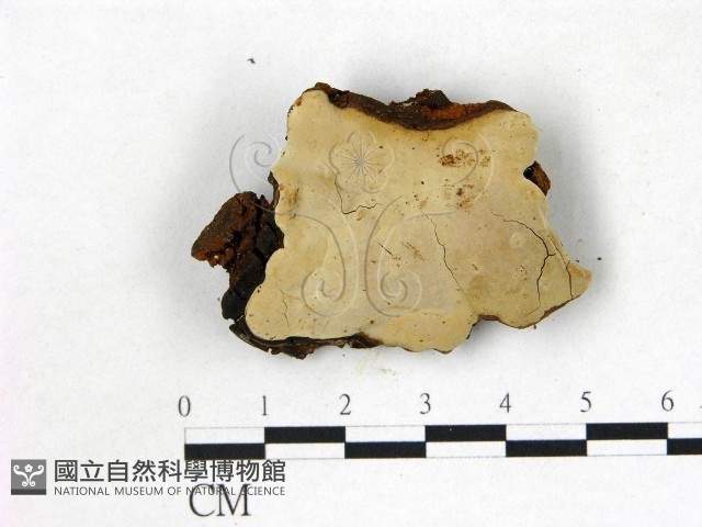 登錄號:F0022737藏品圖，第1張