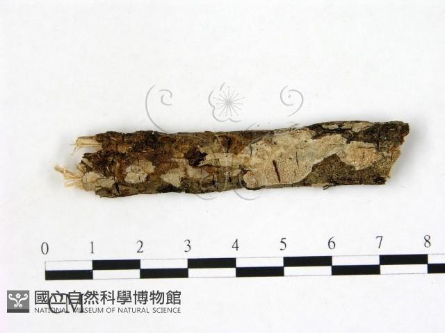 刺皮菌屬藏品圖，第1張