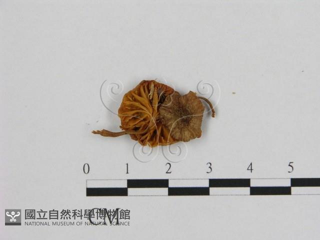 小皮傘屬藏品圖，第1張