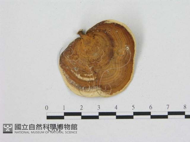 小孔菌屬藏品圖，第1張