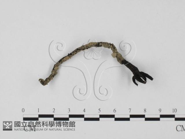 登錄號:F0025737藏品圖，第1張