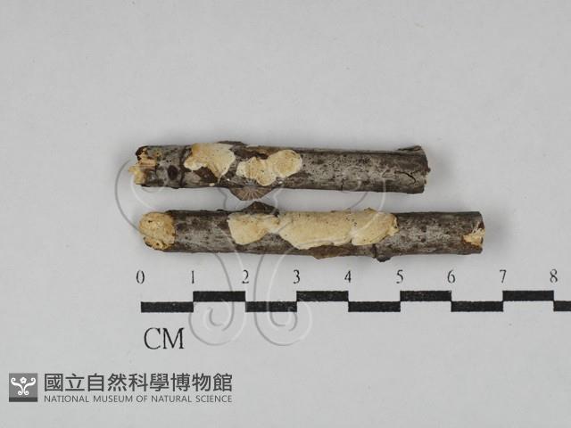 登錄號:F0029737藏品圖，第1張