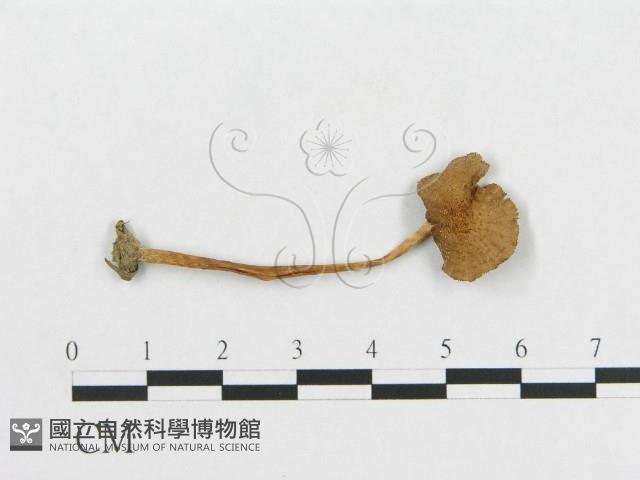 登錄號:F0009737藏品圖，第1張