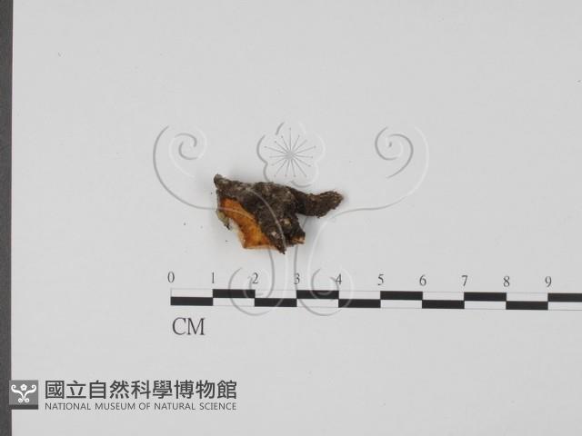 登錄號:F0019737藏品圖，第1張