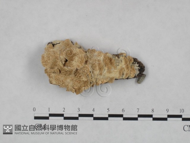 登錄號:F0023737藏品圖，第1張