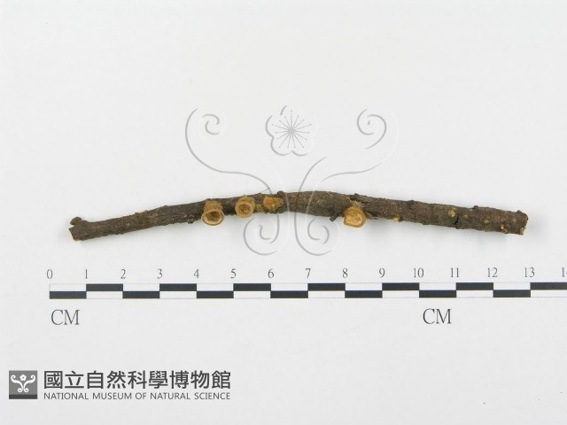 登錄號:F0003737藏品圖，第1張