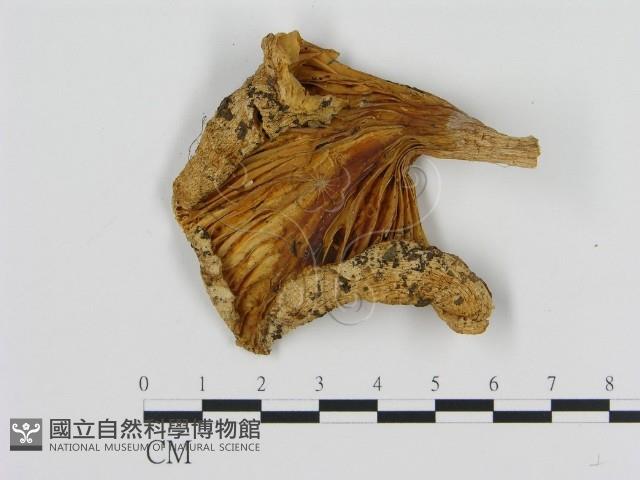 登錄號:F0013737藏品圖，第1張