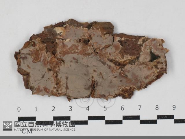 登錄號:F0033737藏品圖，第1張