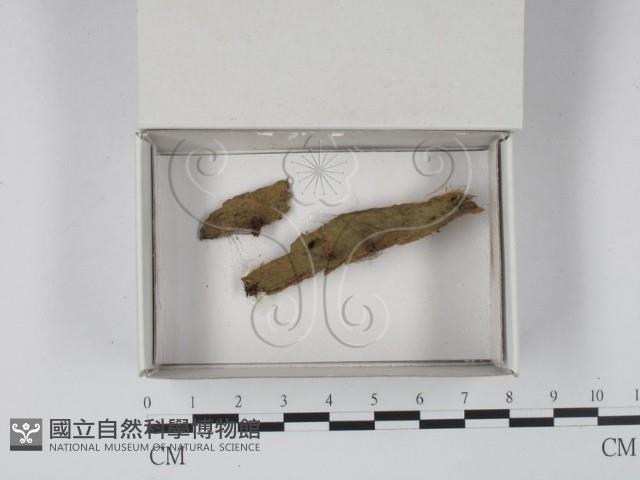 館號:F0020537藏品圖，第1張