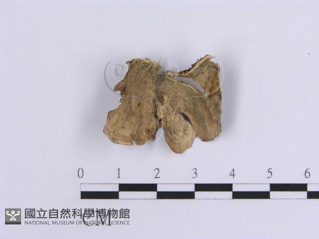 韌革菌屬藏品圖，第1張
