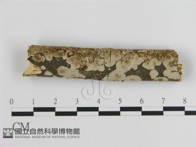 刺皮菌屬藏品圖，第1張