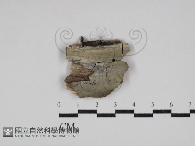 針齒銳岩菌藏品圖，第1張
