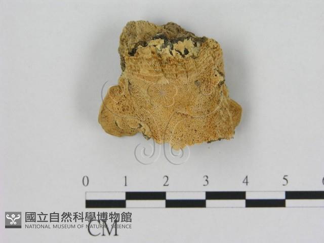 登錄號:F0006537藏品圖，第1張