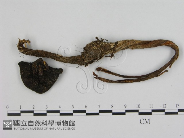 登錄號:F0016537藏品圖，第1張