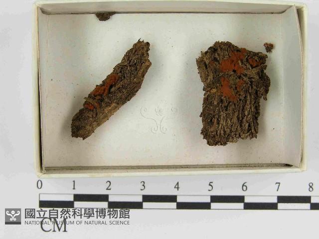 登錄號:F0021537藏品圖，第1張