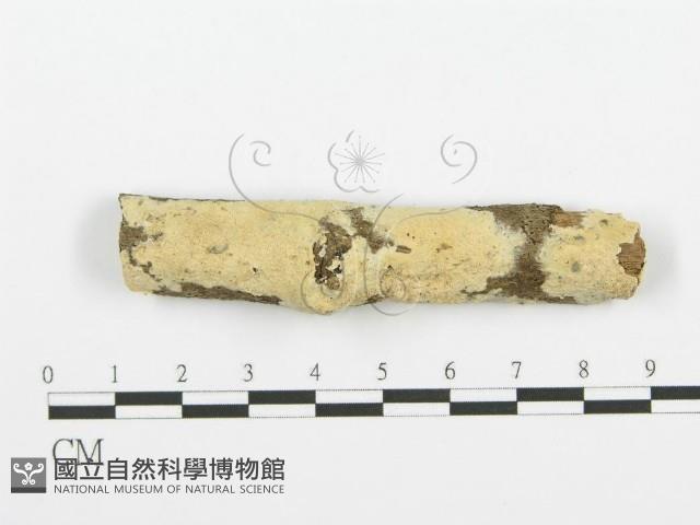 齒耳菌屬藏品圖，第1張