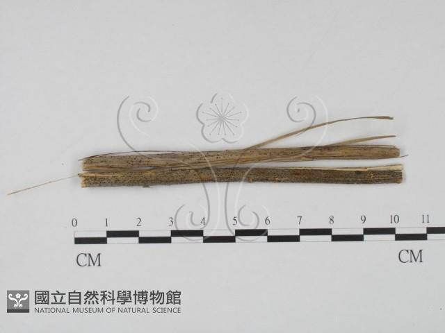 登錄號:F0011537藏品圖，第1張