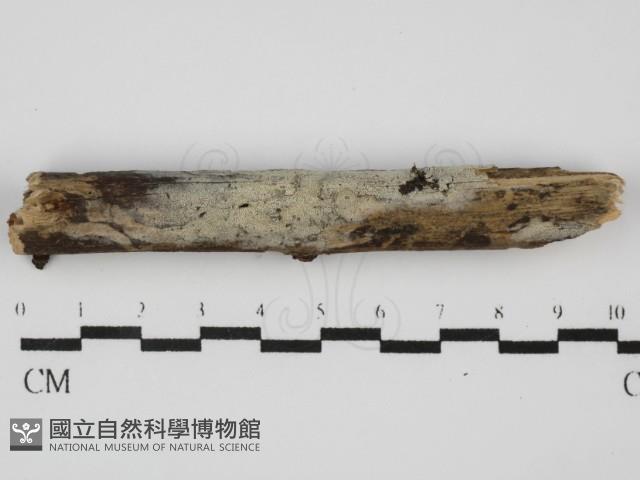 粗糙孢菌屬藏品圖，第1張