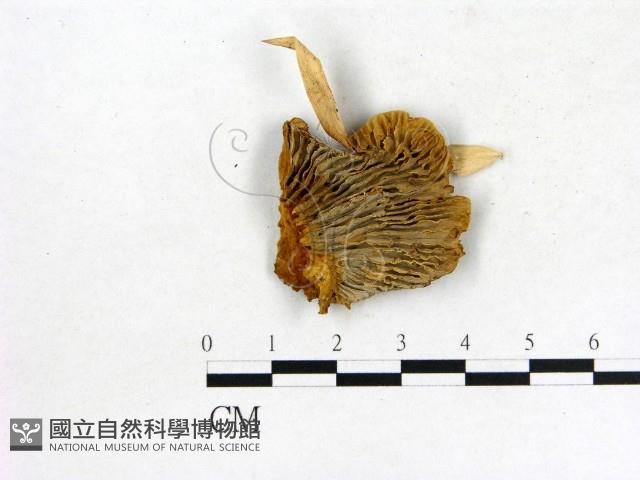 登錄號:F0004537藏品圖，第1張