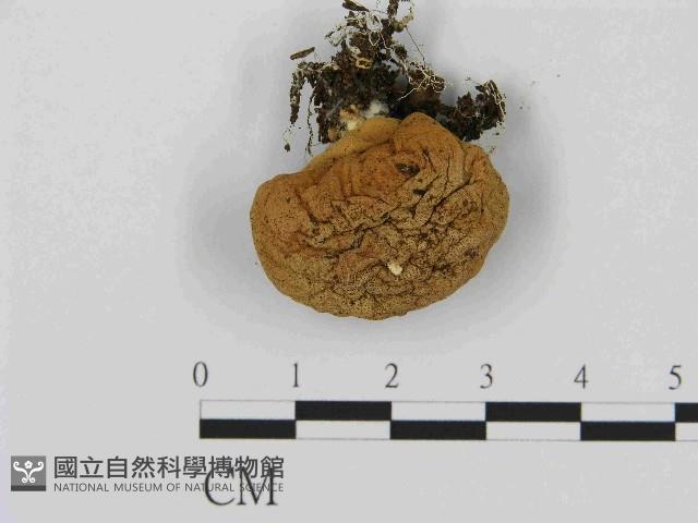 登錄號:F0014537藏品圖，第1張