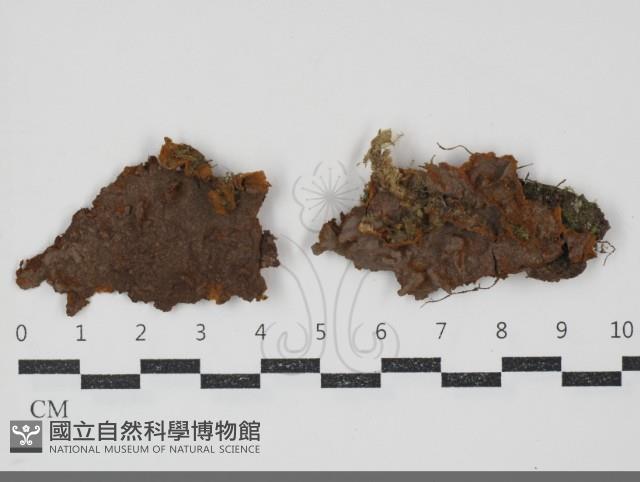 刺革菌屬藏品圖，第1張