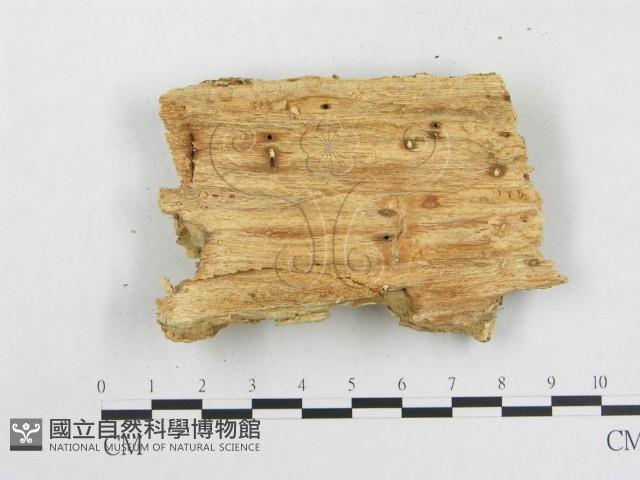 登錄號:F0002537藏品圖，第1張